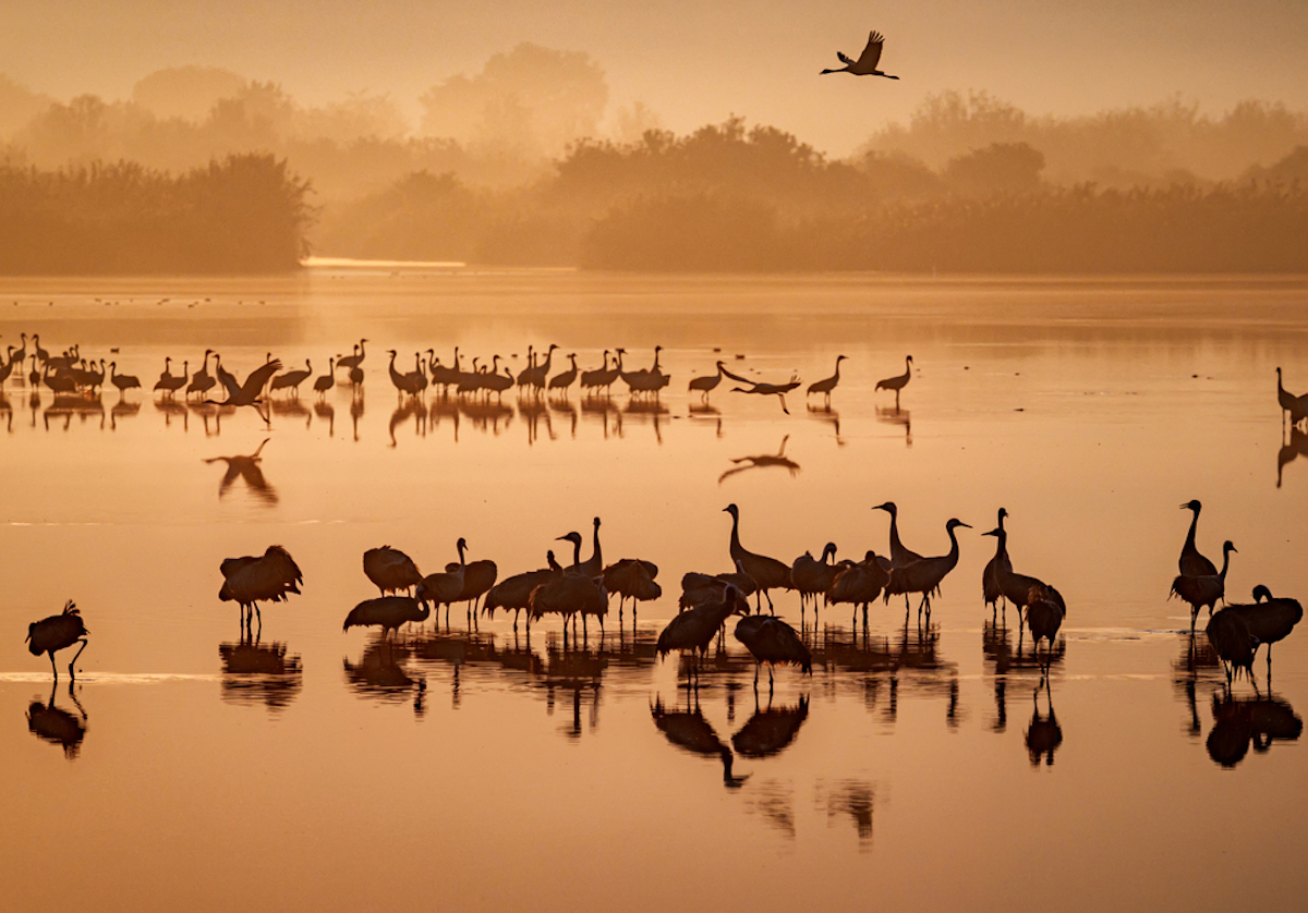 trekvogels kraanvogels