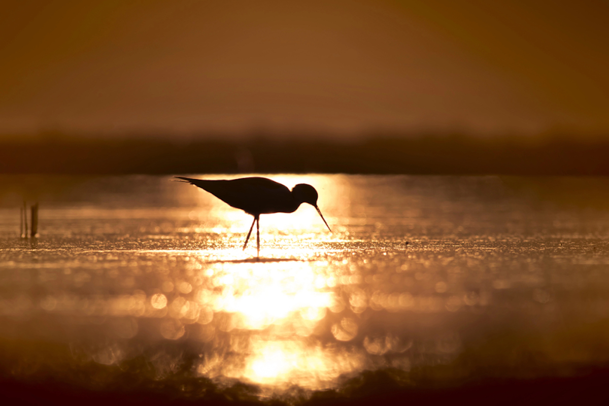 Bassin d Arcachon