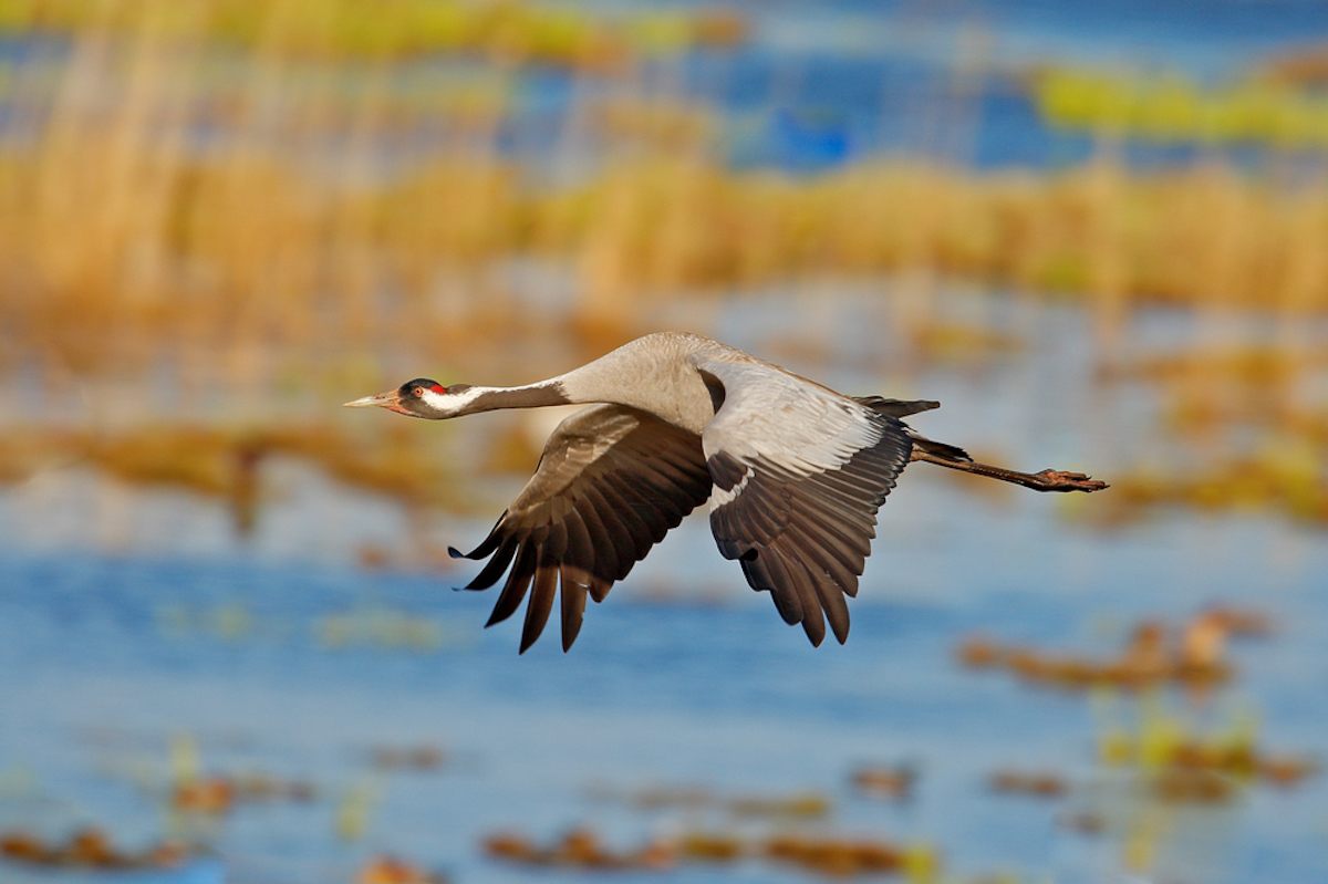 trekvogels kraanvogel