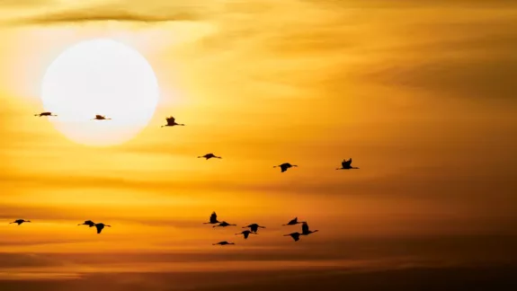 Trekvogels in de herfst: de mooiste Franse natuurgebieden