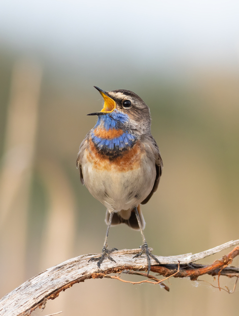 reservaat Baai van Aguillon vogel