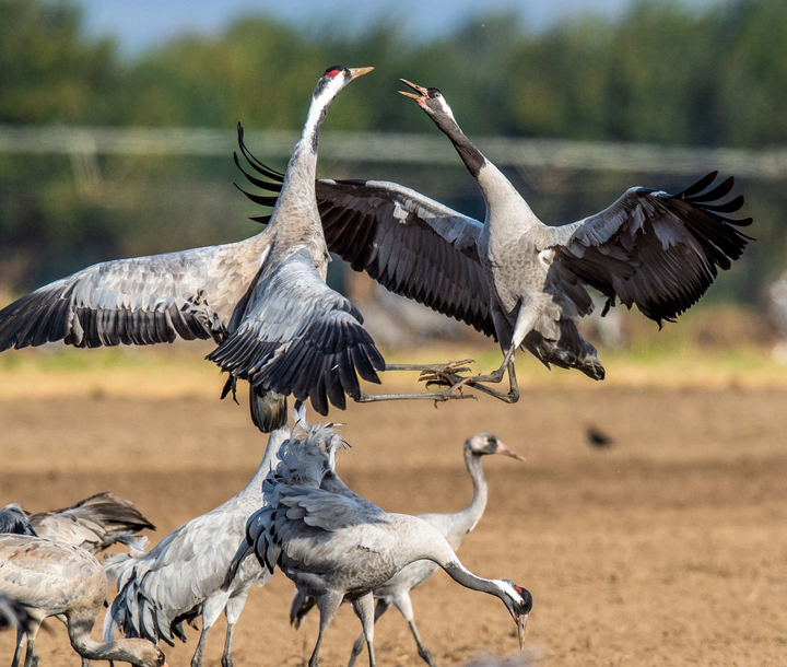 trekvogels kraanvogel