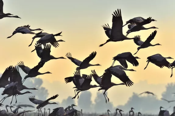 Trekvogels in de herfst: de mooiste Franse natuurgebieden