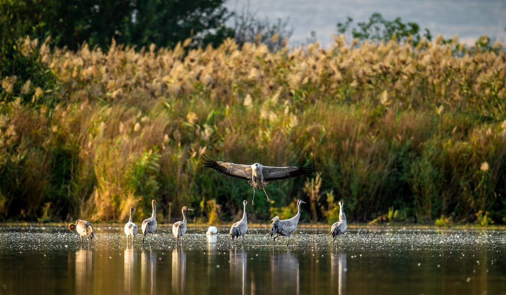 trekvogels kraanvogel