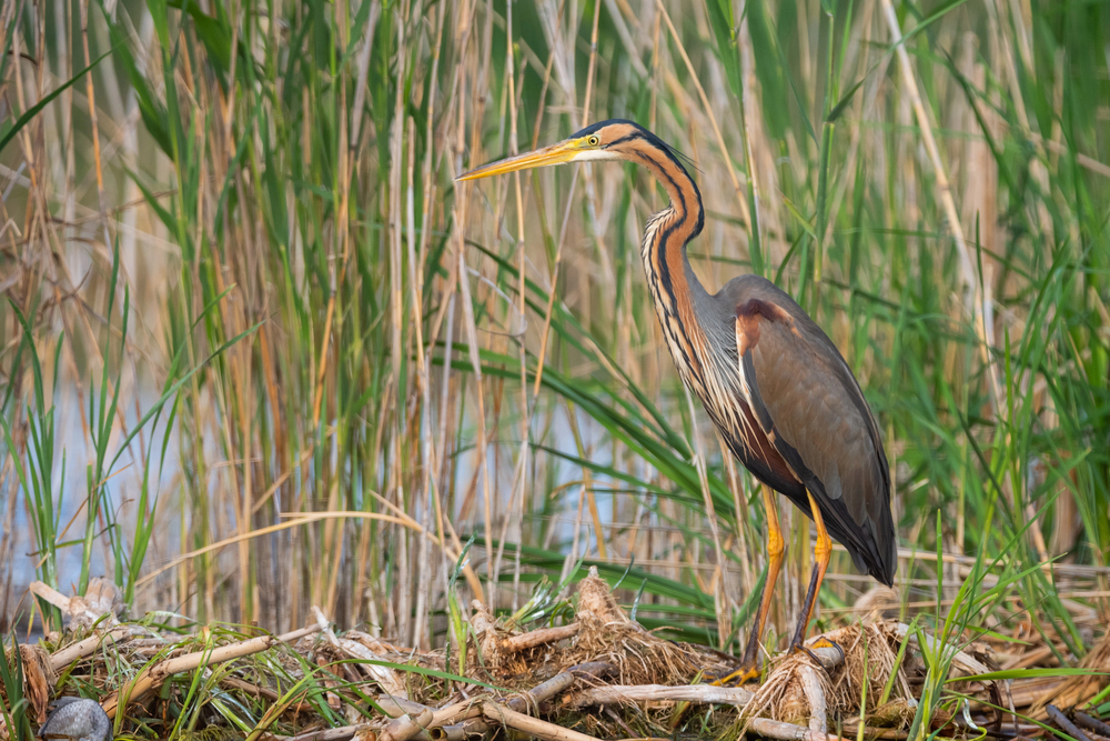 Brenne natuurgebied vogels