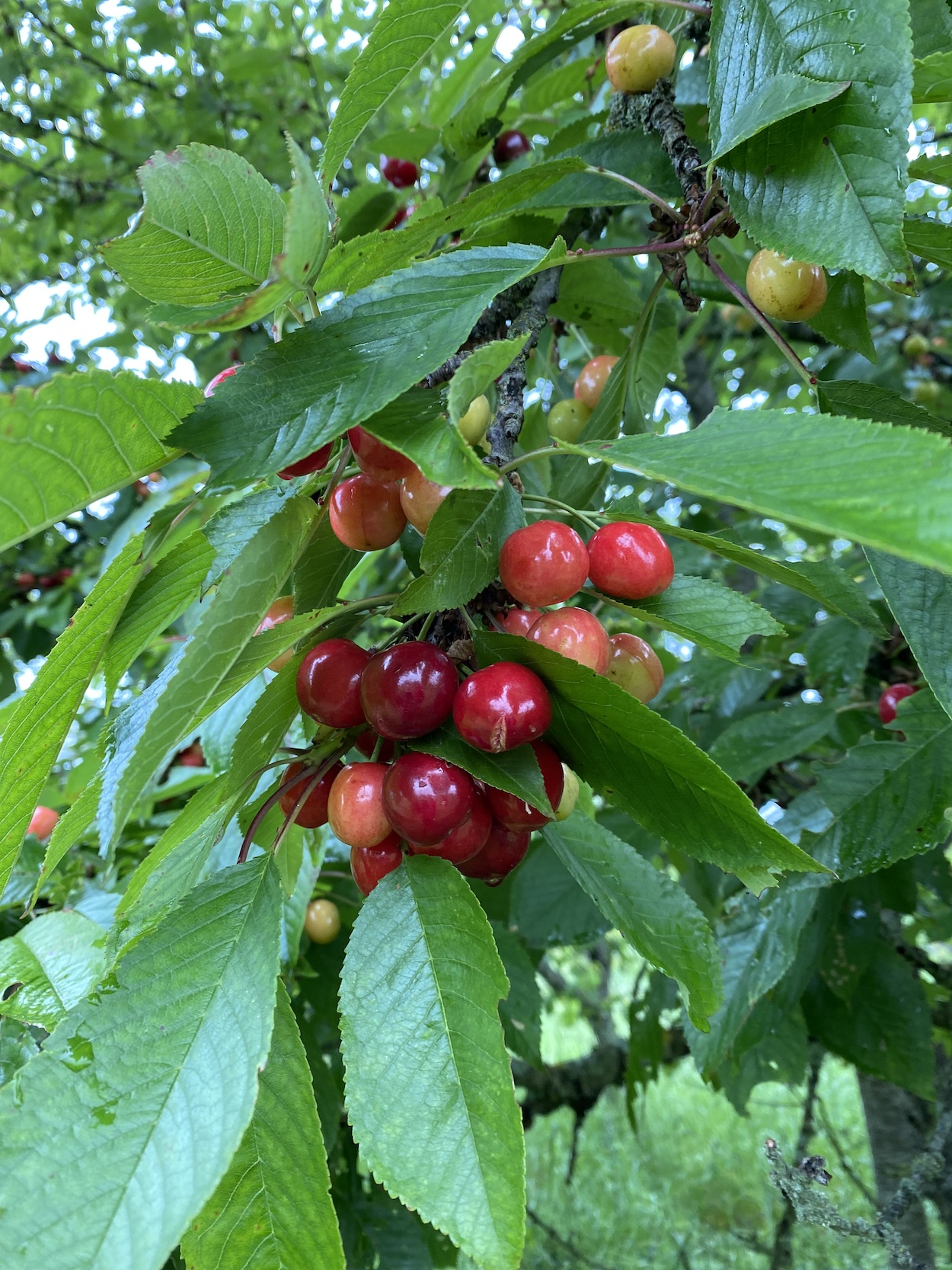 Les Fruits du Passau glamping camping Allier