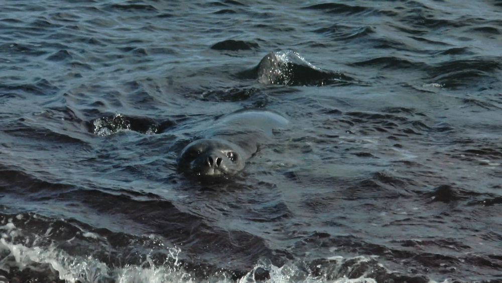 TV5 Wereld Oceanendag juni 2025