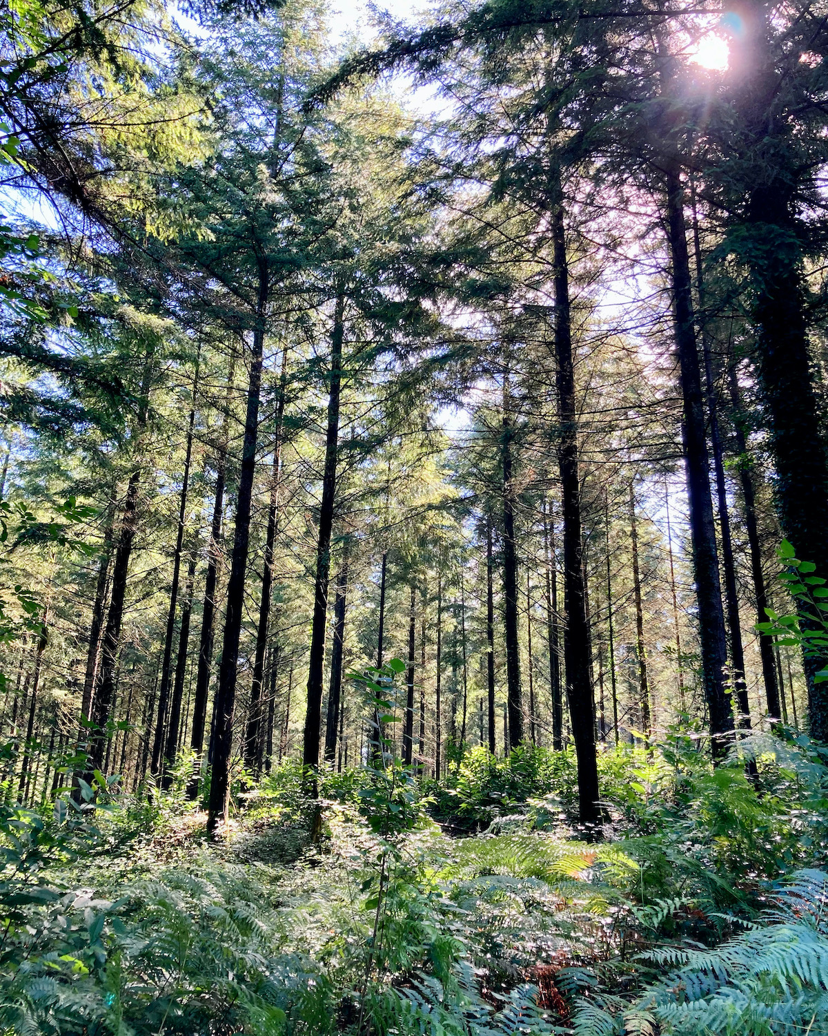 wonen in een kasteel Nederlands gezin in de Limousin eigen bos planten