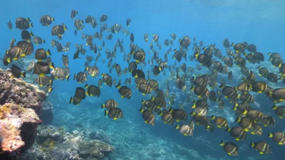 Oceanen-documentaires op TV5MONDE in juni
