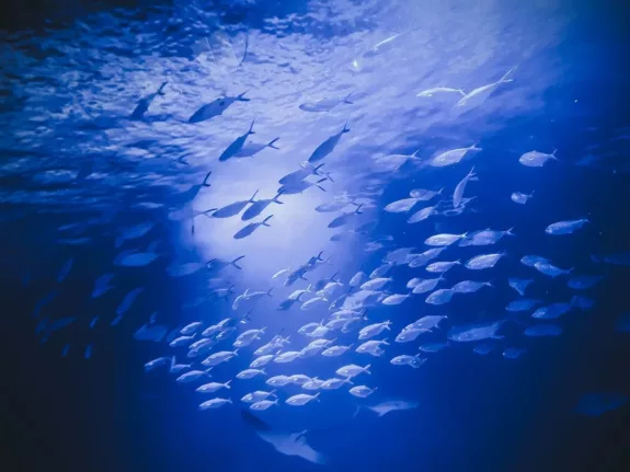 TV5 Wereld Oceanendag juni 2025