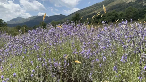 Greolieres bergdorp Provence