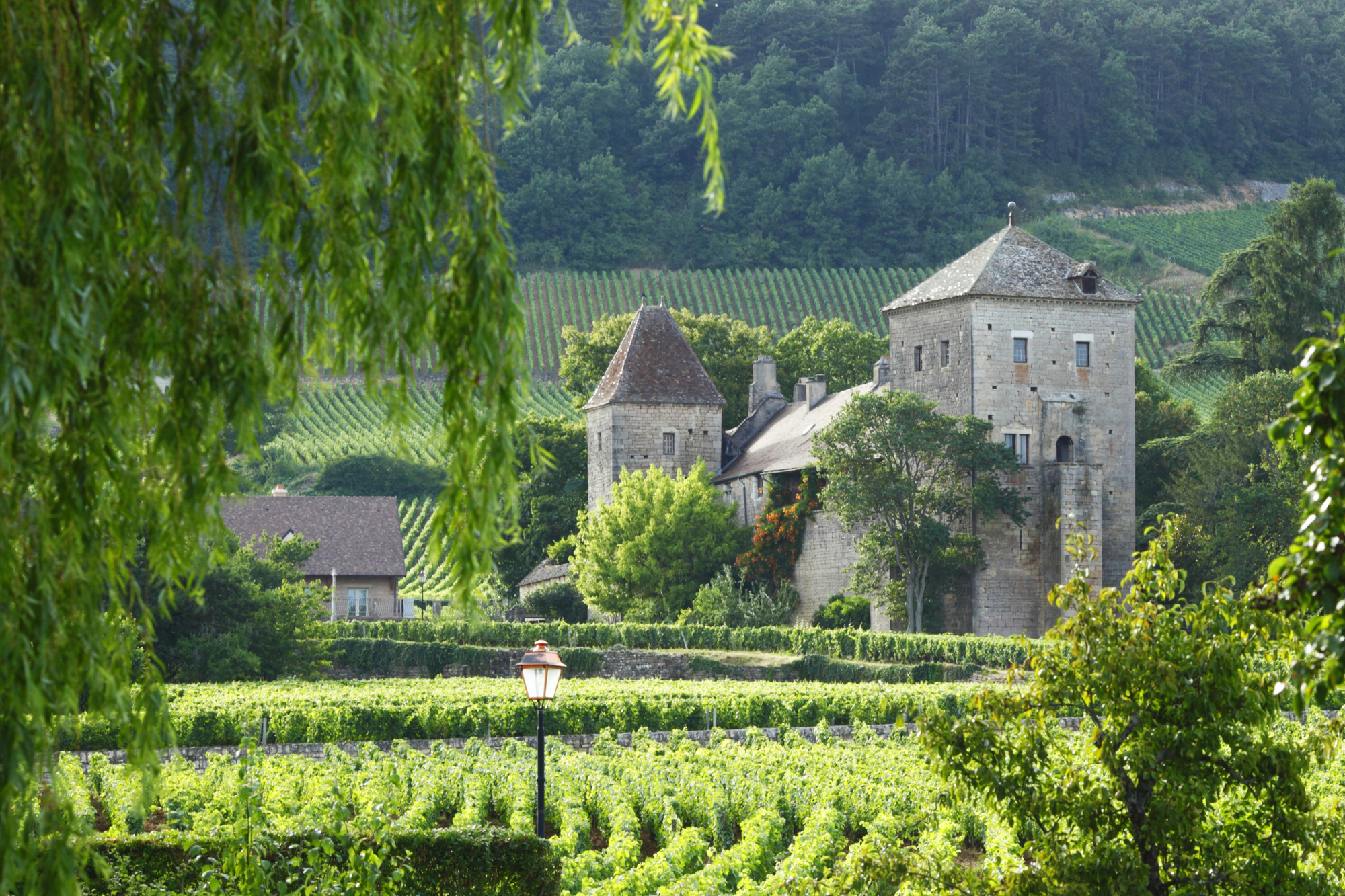 wijngaarden Bourgogne bij Gevrey-Chambertin-