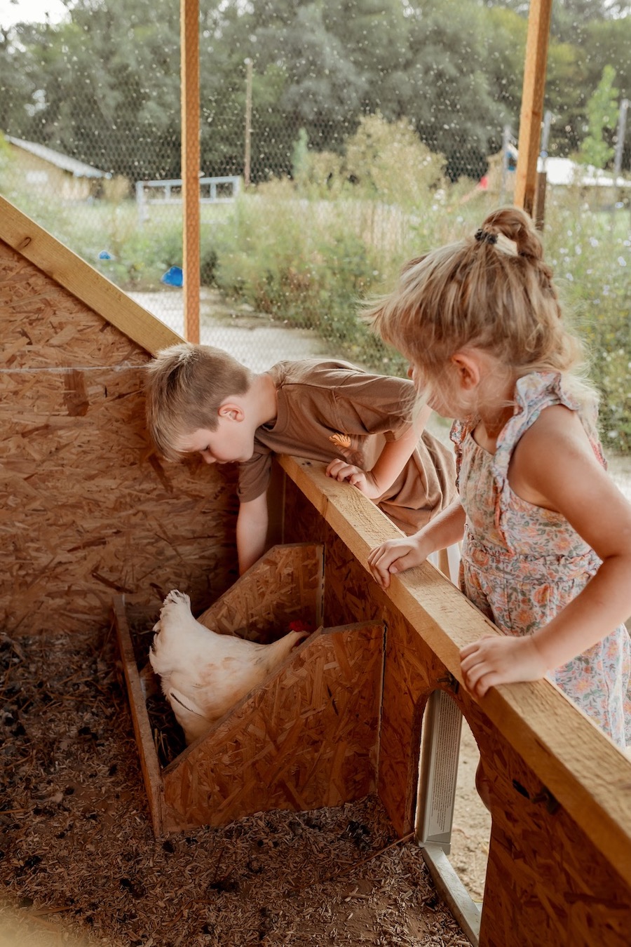 vakantiedomein Festilux verse eieren van de kippen
