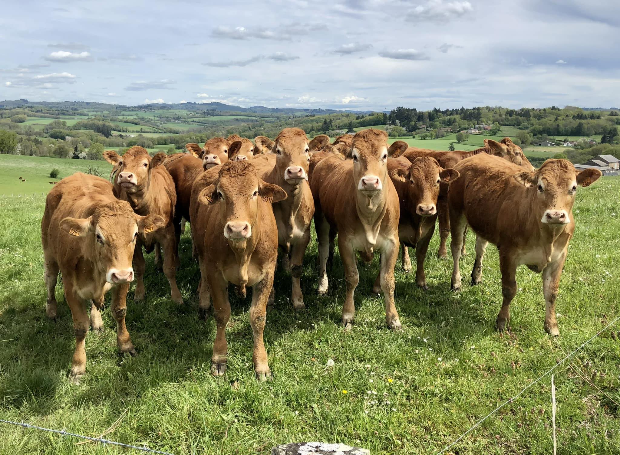 Le Veau Vert uitzicht