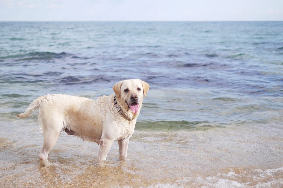 hond op het strand in Frankrijk