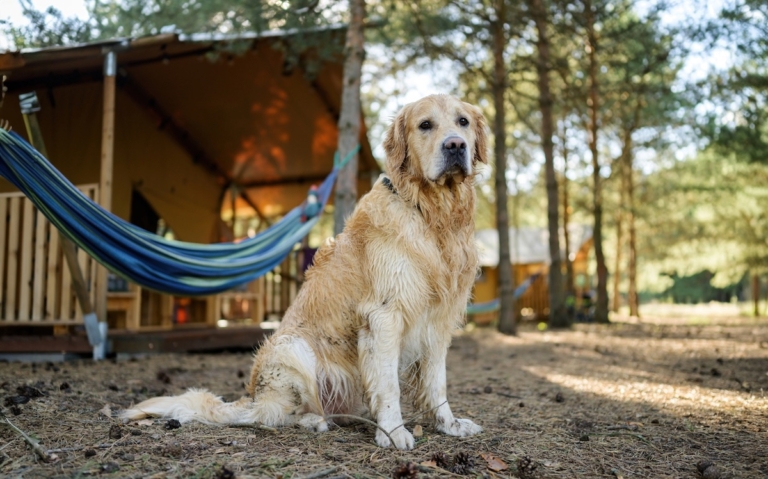 kamperen in Frankrijk met hond