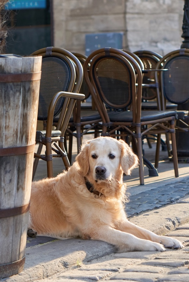 Hond mee naar Frankrijk