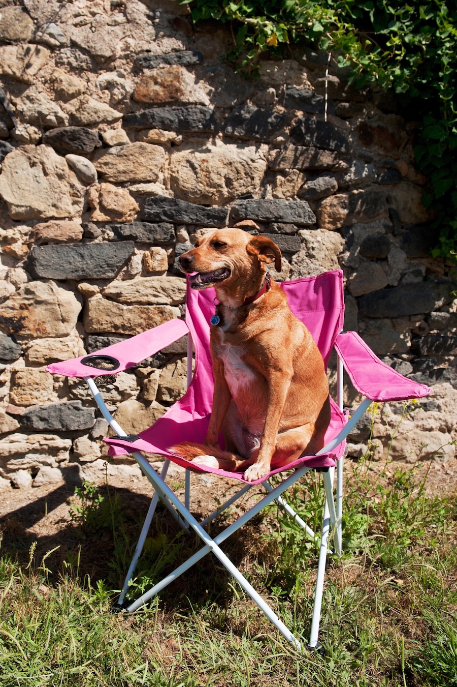 vakantiehuis in Frankrijk met hond
