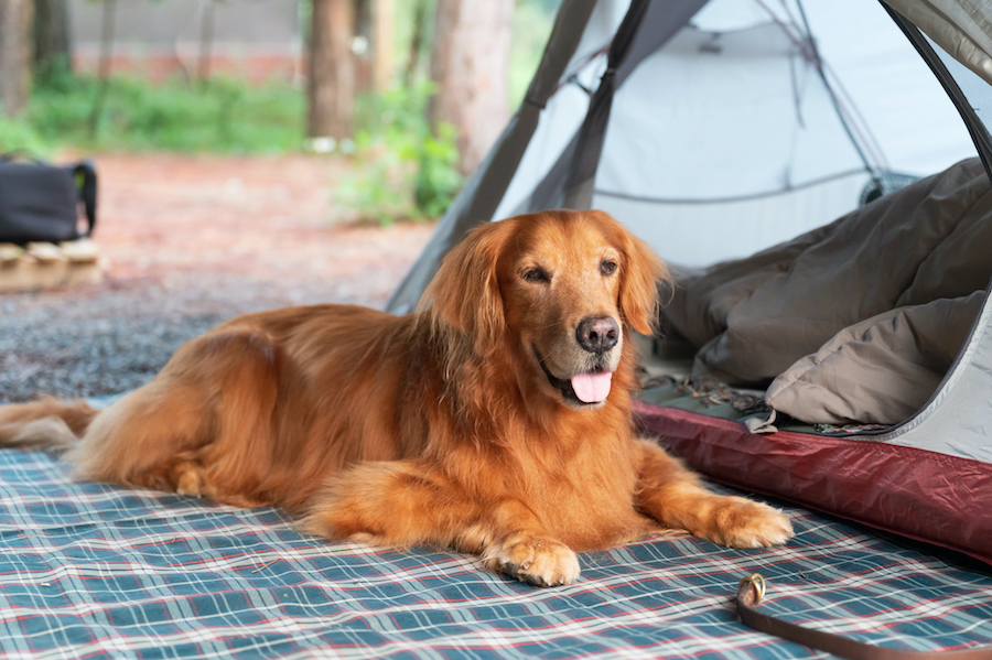hondvriendelijke camping in Frankrijk