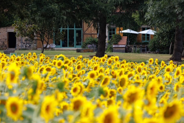 La Maison du Cerf chambre d'hôtes iuitzicht op zonnebloemen