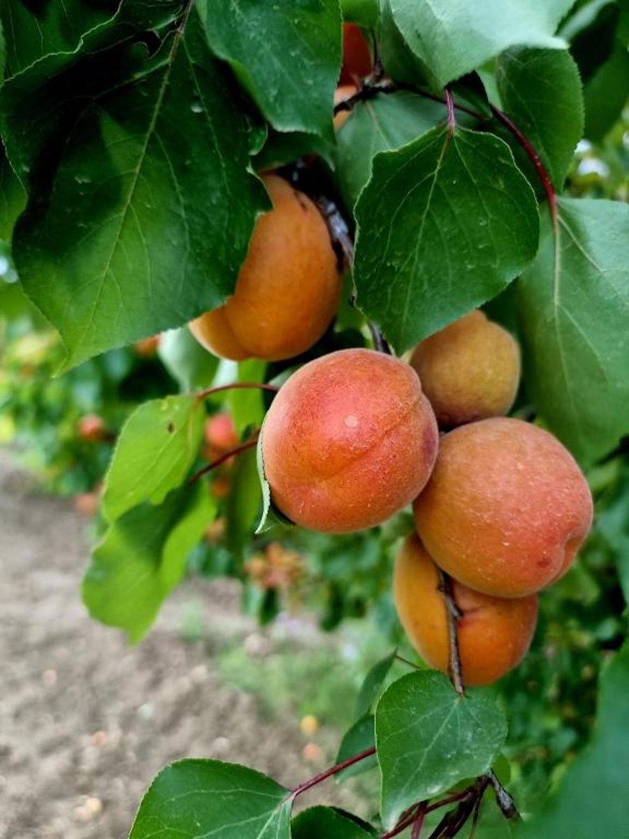 abrikozen uit eigen boomgaard